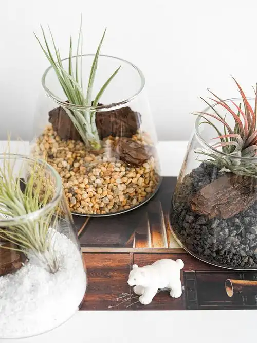 桌面小盆栽空气凤梨植物办公室微景观生态创意绿植创意室内植物