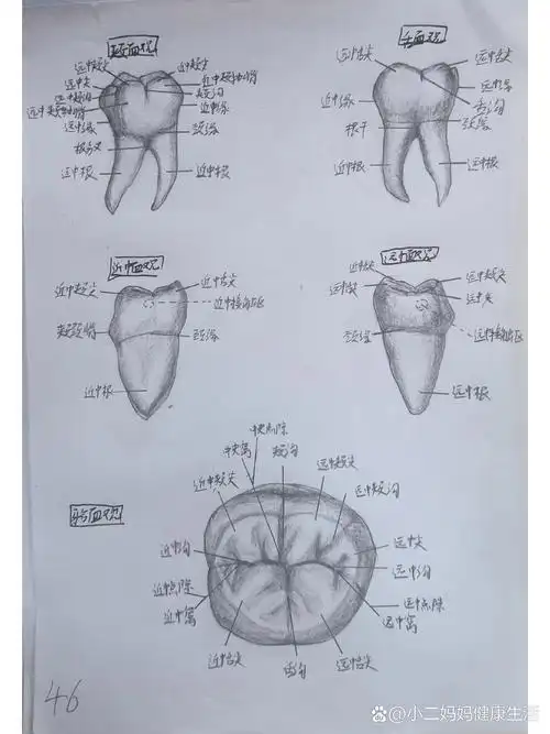 【牙体素描】磨牙
