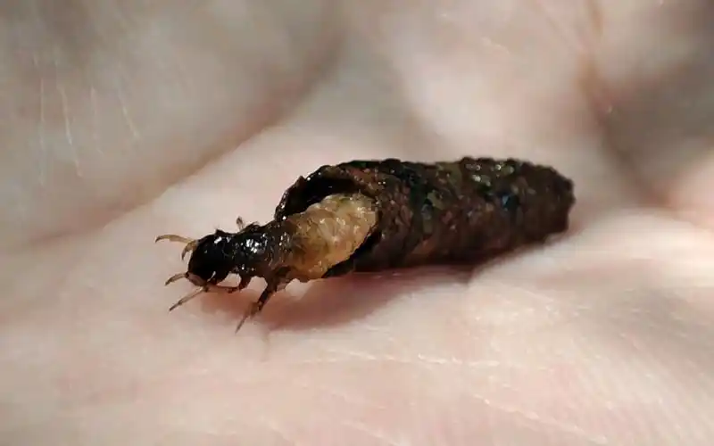 石蛾的水生幼虫石蚕,指标物种,会自己造房子,以前还有人利用它造首饰