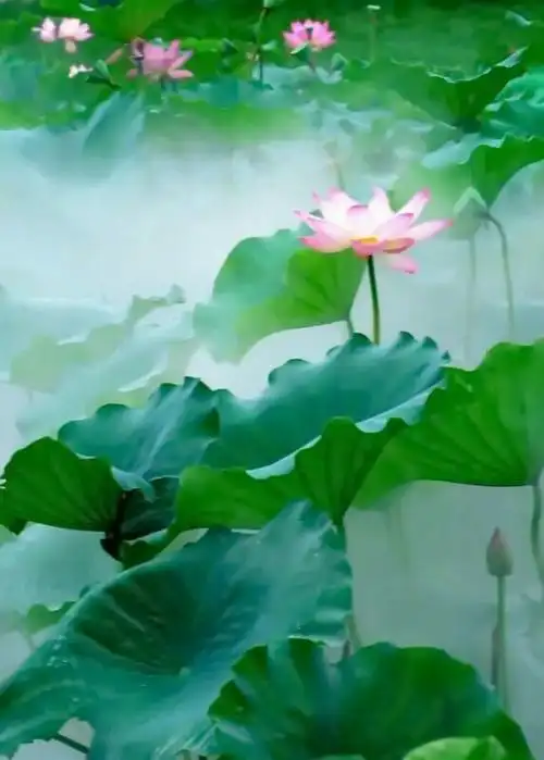 山青水秀,鸟语花香.