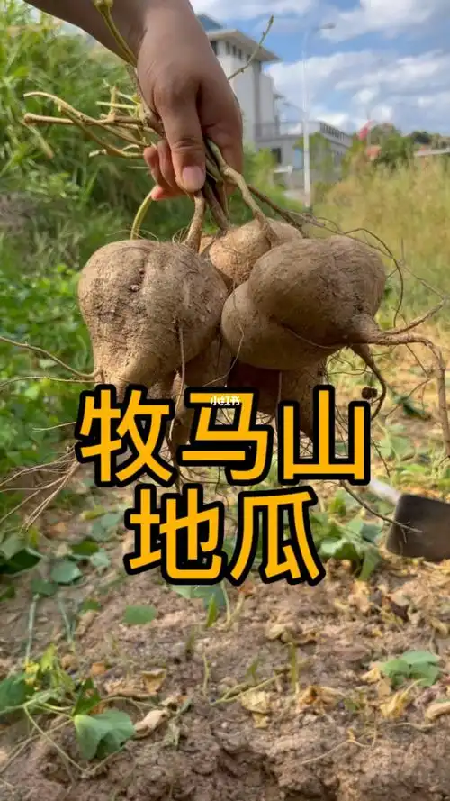 三农  #蔬菜种植  #农业种植牧马山地瓜又叫凉薯
