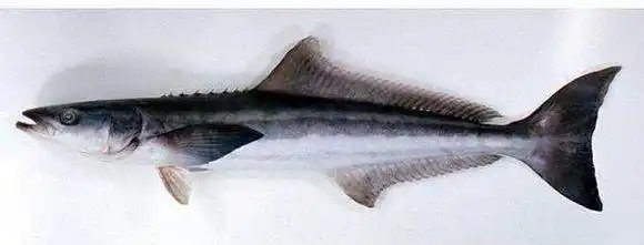 在我国珠海有一种鱼,当地成为海甘鱼,这种鱼凶猛非常,是一种非常凶狠