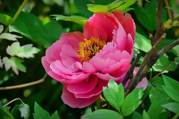 拍鸟未成,恰巧拍一组牡丹花献上.