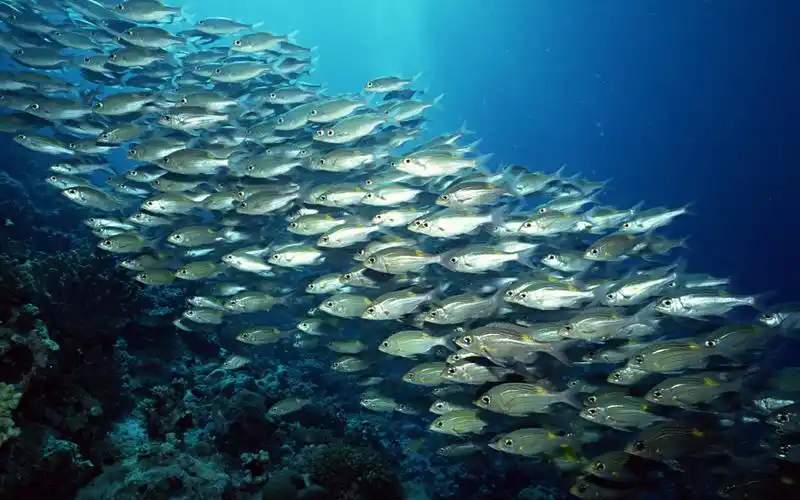 海地鱼群 第一辑-动物壁纸-高清动物图片-第9图-娟娟壁纸