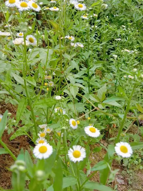 雏菊(common daisy),白色的小花儿,被称作小小向日葵,有淡淡的香味.