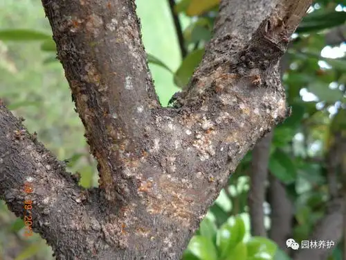 一,蚧壳虫危害特点蚧壳虫多危害园林植物及果树等多