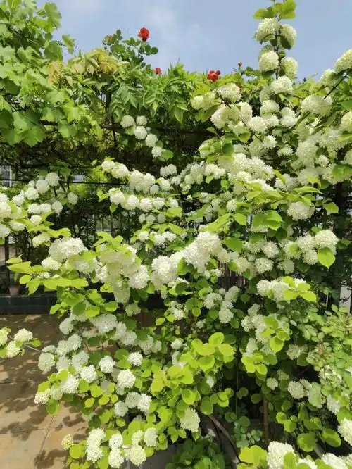 中华木绣球麻球