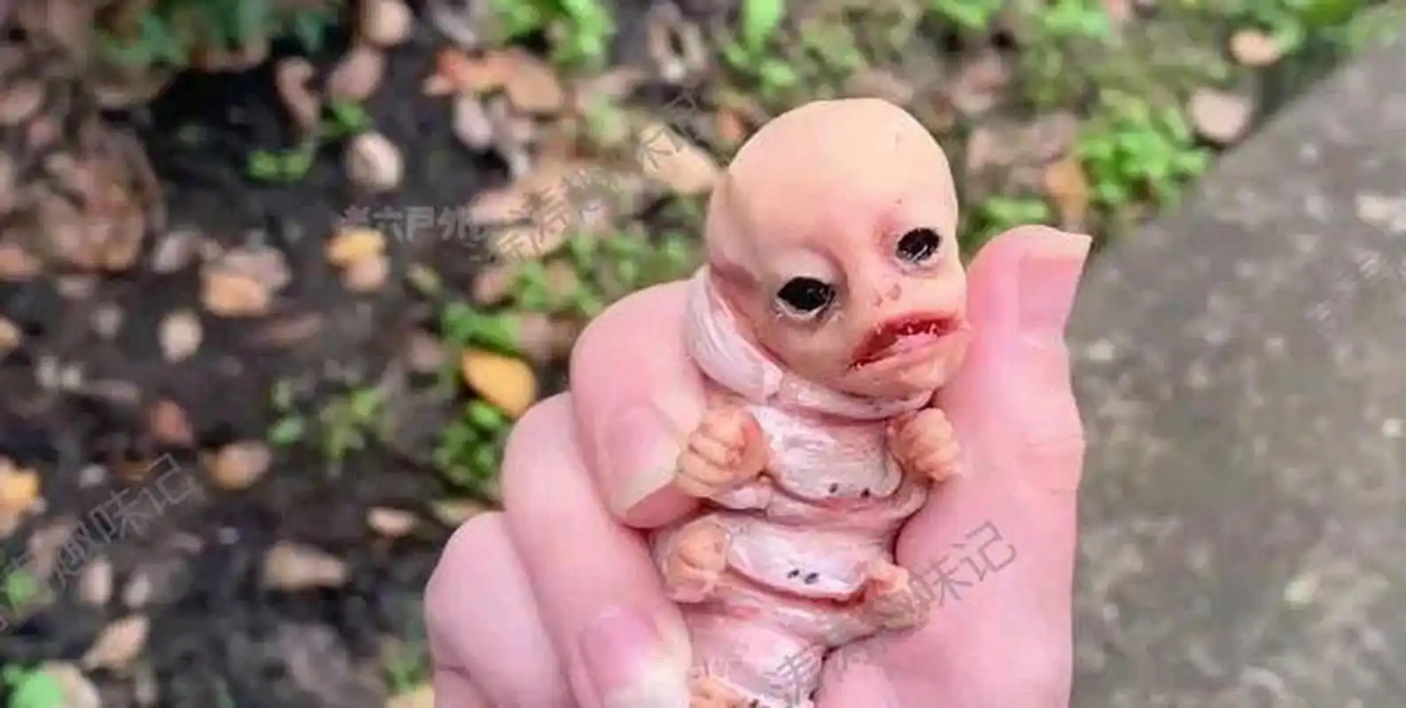 这是啥虫子呀?难道是糖宝吗?