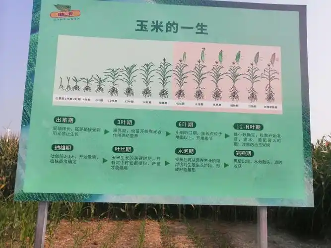 优秀经销商在这里通过图片及实物了解了玉米的一生