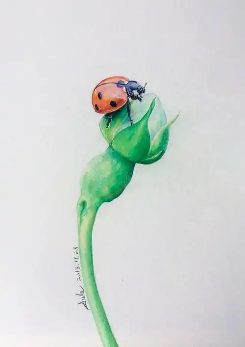 彩铅手绘《瓢虫》