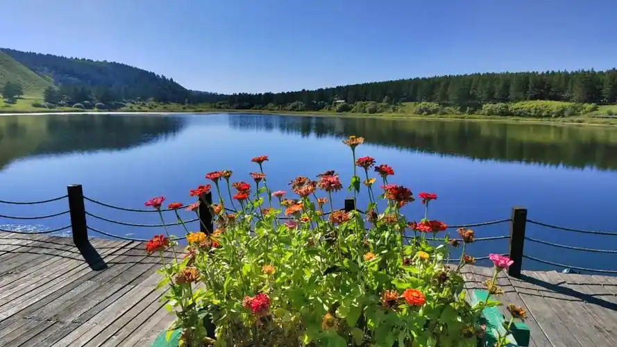 风景如画!红花尔基国家森林公园! - 抖音