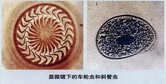 冬季斜管虫病已开始暴发预防关键期到了