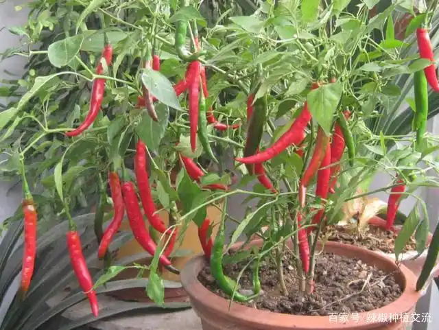 精选了60盆栽观赏辣椒请欣赏,如感觉好请转载点赞关注我