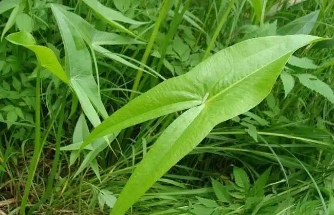 这野草研末调甜酒敷患处, 清热解毒,治黄疸,蛇咬伤