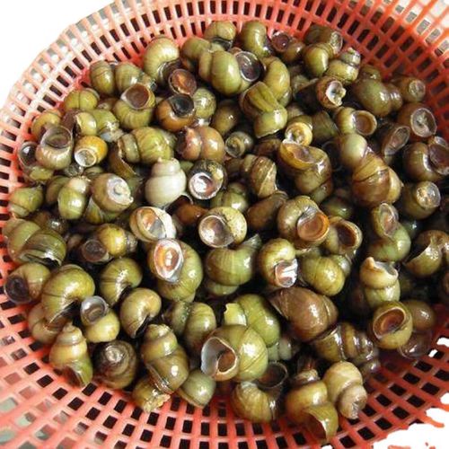 春之言田螺批发活的田螺淡水现货鲜活包活精选吐沙去尾无泥螺螺蛳肉 5