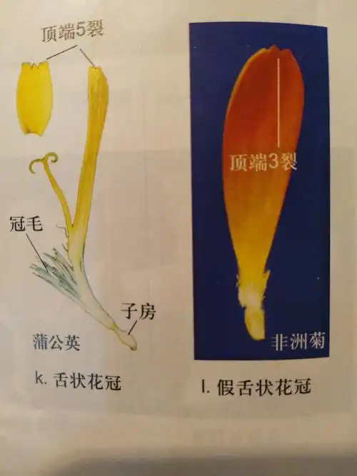 和花草姐姐一起学习植物的雄蕊雄蕊形态五