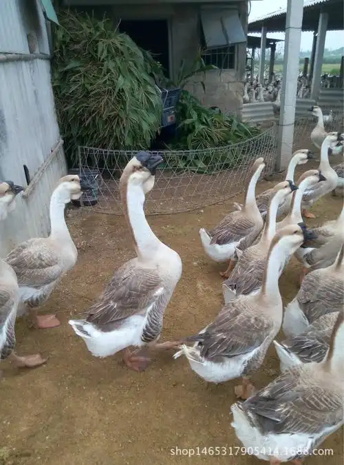 100%正宗狮头鹅鹅 汕头澄海狮头鹅苗 联系电话 13421875723