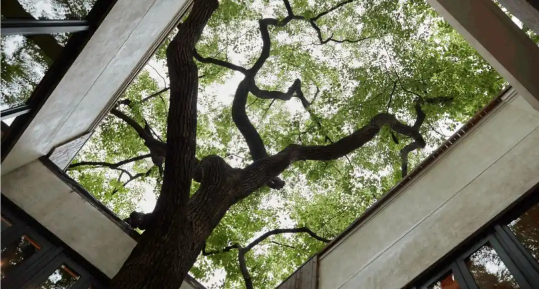 衡山路香樟花园"上新"!中心城区也能体验荒野花园的意趣