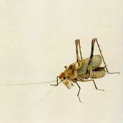 画蚂蚱的齐白石俺服了you