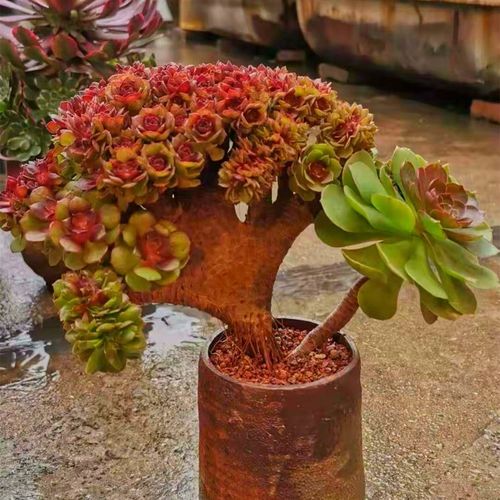 花语直播间24号链接一物一拍精品多肉法师老桩多肉植物