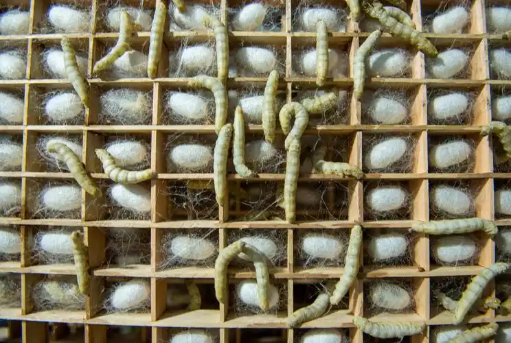 熟蚕吐丝结茧 李学友摄.jpg