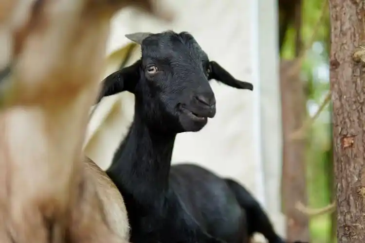 捕获可爱小黑羊一枚仿佛在笑生动有趣