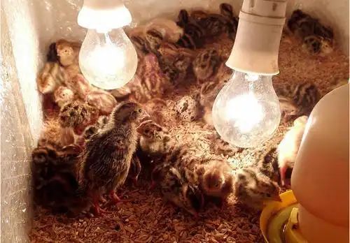 鹌鹑蛋孵化教程适用于各个品种的鹌鹑