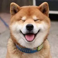 柴犬微笑表情包_微信头像图片大全