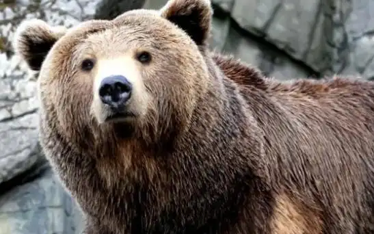 《狗熊》创作06