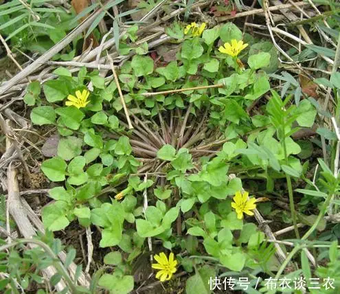 农村遍地的野菜,一种没吃过就是城里人,最后一种农村人也不认识