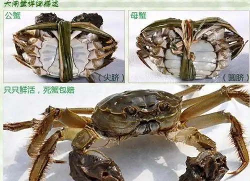 写美篇看着金黄肥美的螃蟹,你有何感想? 当然是愉快地吃蟹了!