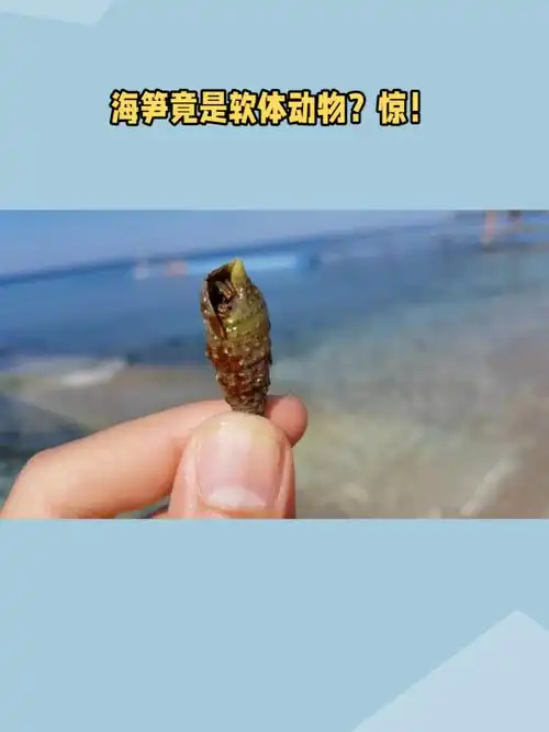 超市货架上的海笋竟然是软体动物