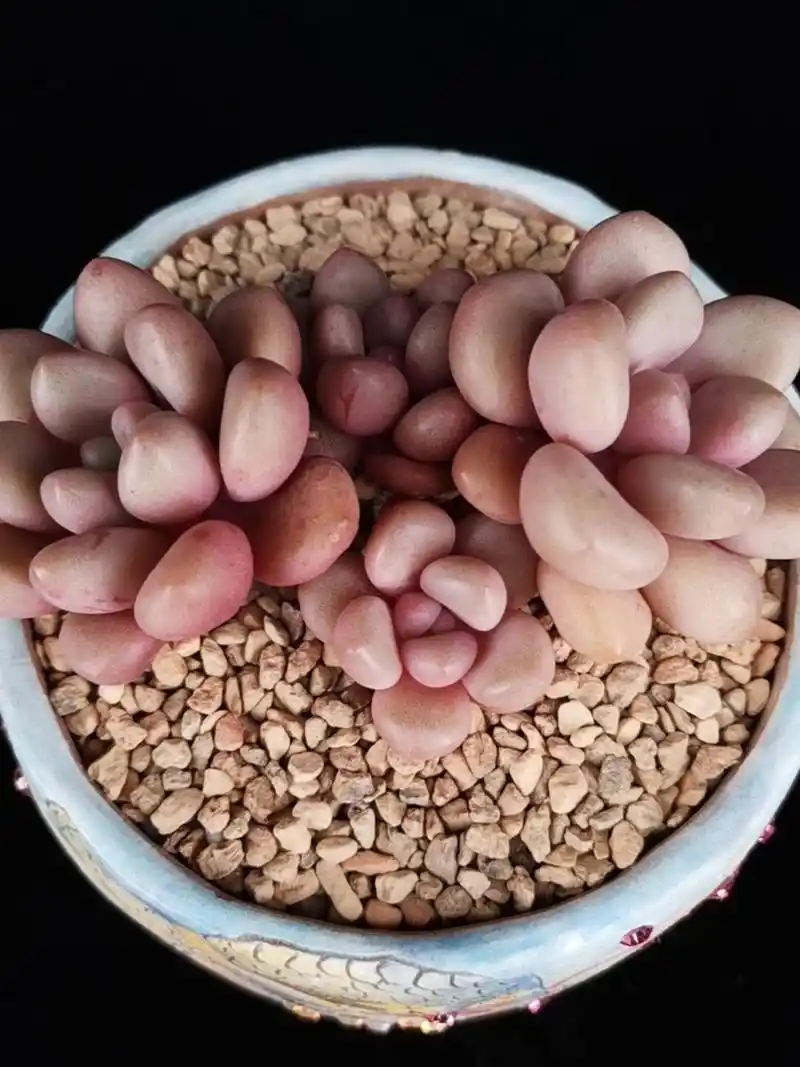 多肉植物先锋派