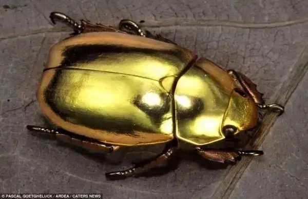 看他的壳你就知道了金龟子为什么叫金龟子兄弟,有空换个颜色呗这只