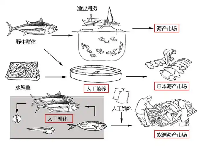 40年被吃到濒危蓝鳍金枪鱼被判死刑