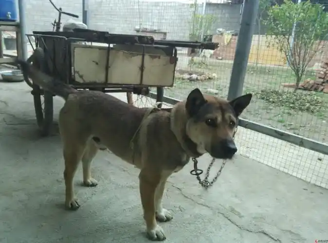 出售一只土猎大公狗(小山)