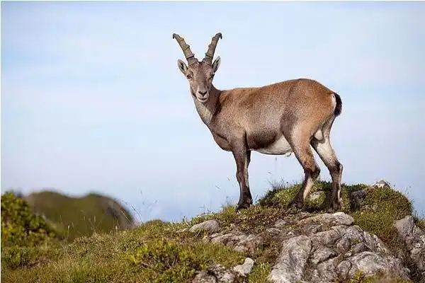 野山羊市场价格多少钱一斤野山羊75块钱一斤,肉羊一般