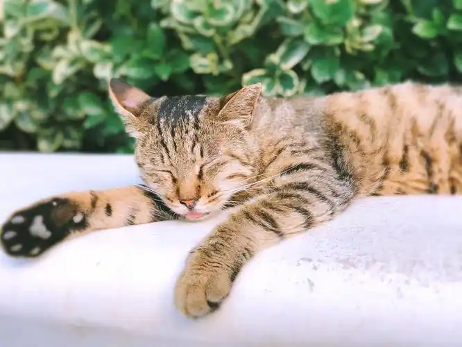 日常猫咪纪实(一)