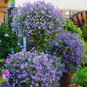 蓝星茄蓝花茄蓝茄花小木槿多年生耐热耐寒小灌木盆栽植物四季开花