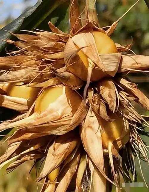 竹米——大自然最好的馈赠!