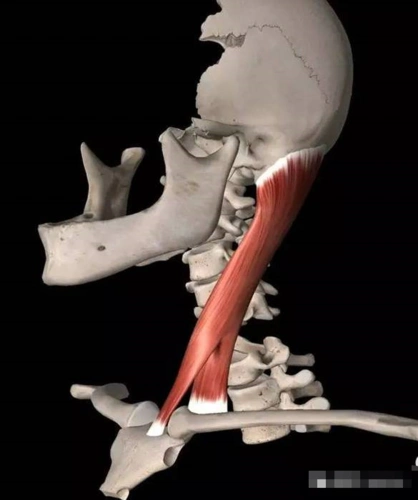 胸锁乳突肌(颈浅层肌)