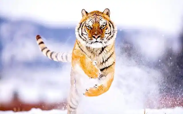 暴雪来袭大量牲畜被冻死,大兴安岭中的熊瞎子,老虎会被冻死吗?