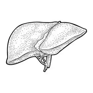 肝脏海报图片-肝脏海报素材-肝脏海报插画-摄图新视界