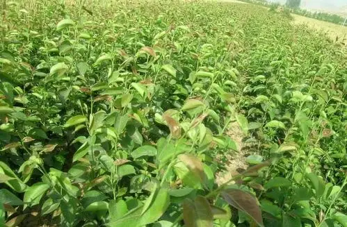 梨的苗长什么样照片