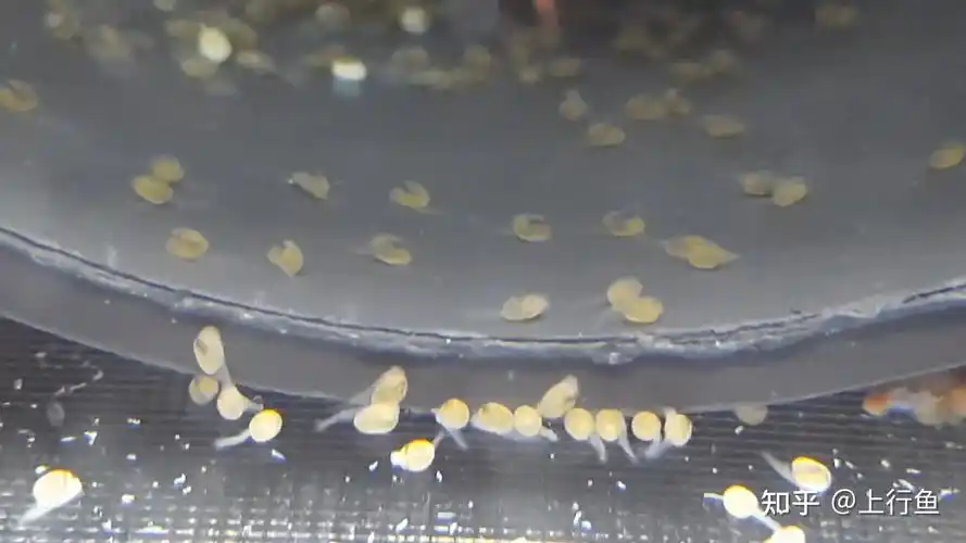 4,如果鱼卵正常受精成功,建议孵化温度在25—28度之间,一般在4—7天