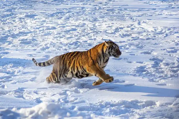 横道河子～东北虎