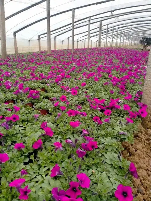 天竺葵品种天竺葵批发供应天竺葵发货