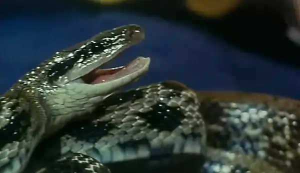 电影 恐怖片 人蛇大战 最爱点评:   最爱影院综合评分6.