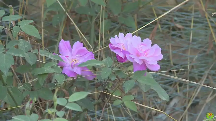 野月季花开正艳