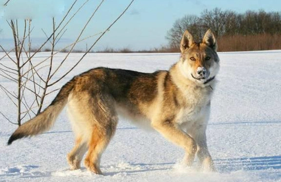 捷克狼犬全名捷克斯洛伐克狼犬,也称为捷克斯洛伐克威勒科犬.